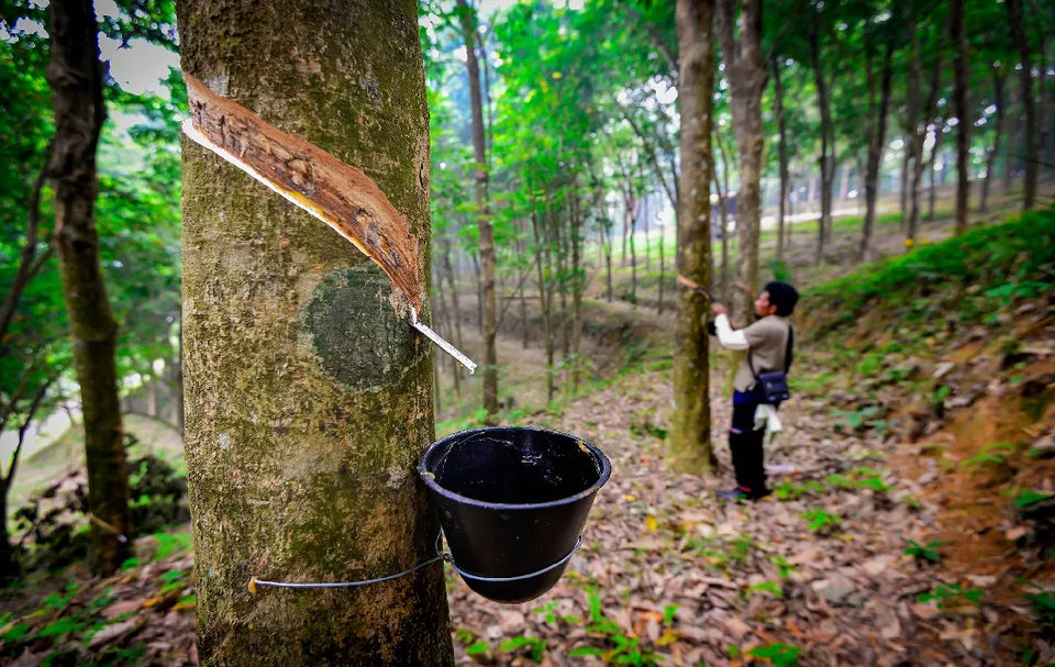 rubber harvest